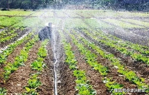 源沃肥业提示 微生物菌肥不光用,还得养 附方法