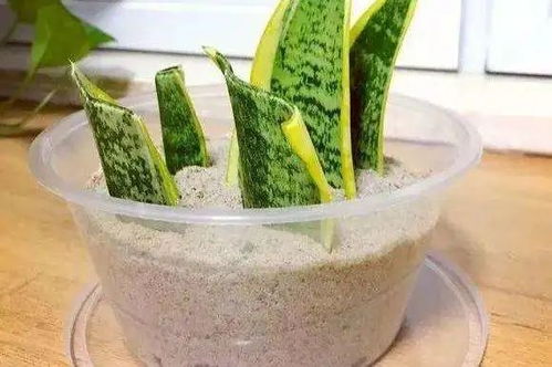 介绍一种养花的 神器 河沙