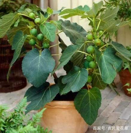 5种果树,都适合种阳台,随便种几棵,1次能收10多斤,吃不完