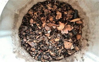 养花旧土加点料,肥力翻10倍,养啥花都旺