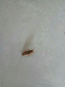 经常从厨房发现这种虫子,怎么都消灭不完 家人怀疑是从下水道出来的 ...求各位大神分析下什么虫