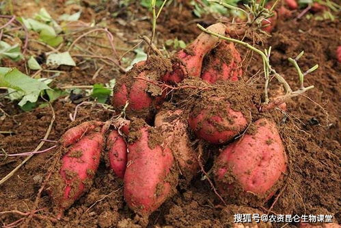 红薯喷什么叶面肥 红薯叶面肥用能有机肥 红薯追施什么肥料好