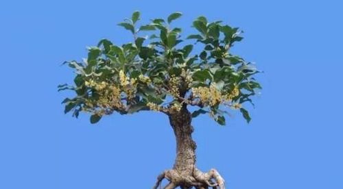 养桂花,换盆工作别不放心上,这三项不注意,后面长势很难会理想