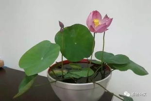 一个碗一盆水,种 碗莲 漂亮又好养,为什么不告诉我