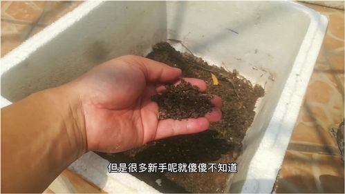 足球场捡到 宝 ,拿回家晒一晒,比营养土还营养,养啥都爆盆