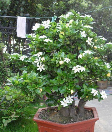 栀子花可以换大盆吗