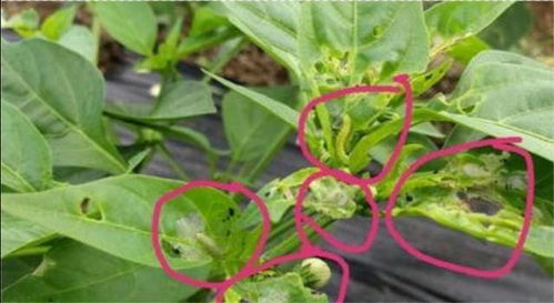 辣椒病虫害,如何采用生物 化学防治 降低农药的残留才是关键