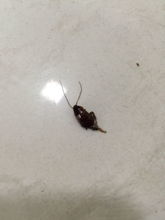 厨房里老有这样的虫子 这是什么虫子啊 有没有什么解决办法