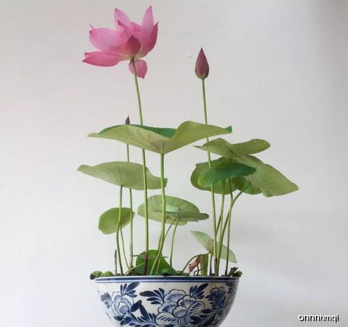 非常耐涝的碗莲,不长新叶咋回事 养花大神几句话就解惑