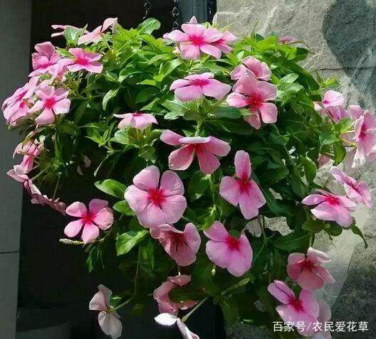 5种 吊兰 花,好养又漂亮,一年能开300多天,开成瀑布,美死了