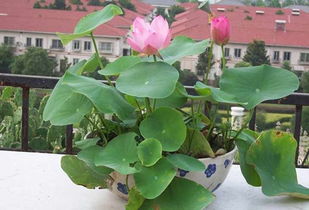 如何种植水培植物碗莲 图