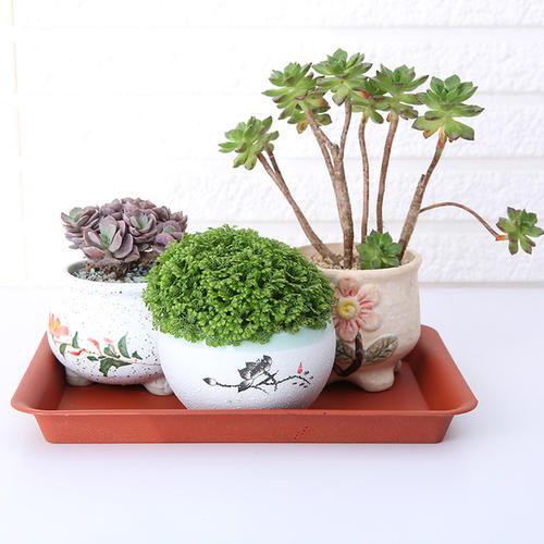 花盆里土表面用什么覆盖好些