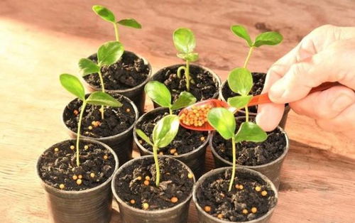 给花卉盆栽施颗粒肥时,撒在盆面好还是浅埋好