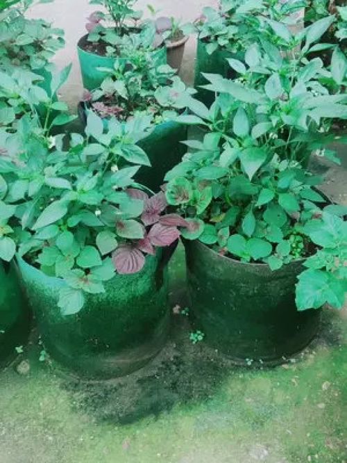辣椒开花结果期