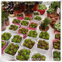 花卉营养土价格 花卉营养土批发 花卉营养土厂家 Hc360慧聪网