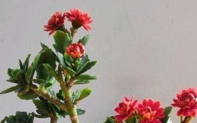 长寿花老桩的修剪方法