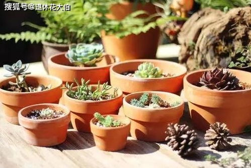 浇花当 干透浇透 ,你真懂这4个字是什么意思吗