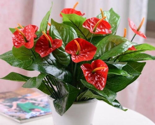 家里养上4种招财花,家里财运亨通,旺运一整年