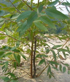 桉树怎么种才高产 桉树高产栽培技术规范
