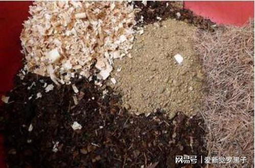 路边见到不花钱的沙子 别错过,挖回家养花,效果杠杠滴