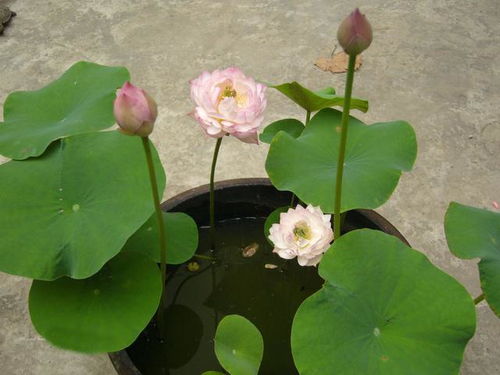 盆里养了碗莲,为啥一直不开花 这样养护,80天开出小荷花