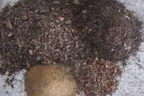3样 杂物 别扔,放花盆里,土不板结,肥得流油,养啥花都旺