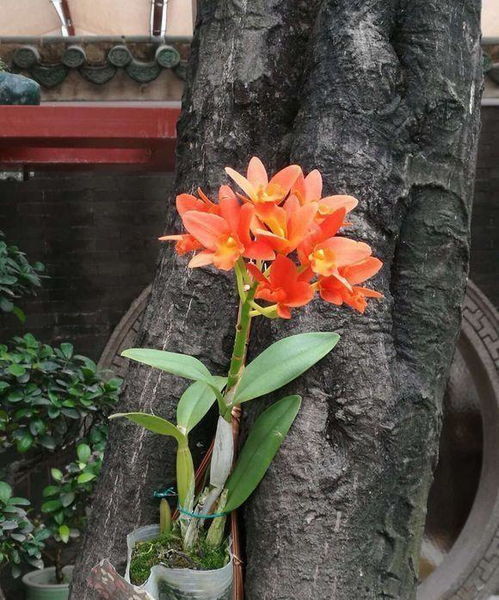 养花知识分享,养花如何配置盆土,才能让花卉长的更旺