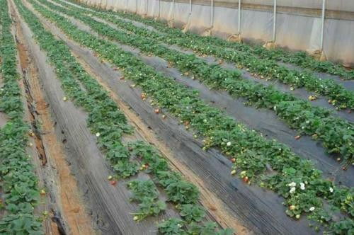 江海一亩大棚草莓种植利润烂根死苗用益富源芽孢杆菌