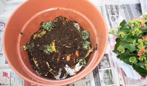 喜欢养花,夏季就抽点空自制肥,闷2 3个月就能用了
