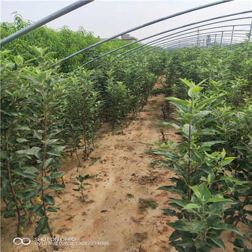 【最好的新品种苹果苗苹果苗新品种(黑苹果)】- 黄页88网