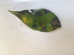 上星期五买回来的栀子花,移栽之后就一直这样蔫着,不知道是什么原因.到今天出现了少许叶子变黄.还有黑色的斑点的情况..花肥施了之后也没用.现在该怎么办呢 就怕慢慢叶子全变这样