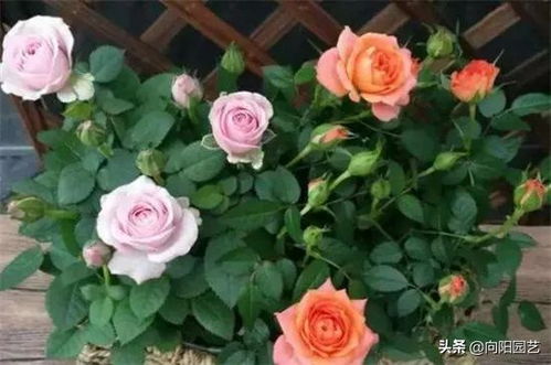 月季花苞小,开花少 改善这 3点 ,开花翻倍,花瓣又大又艳