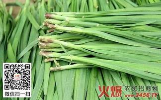 韭菜多久收割一次