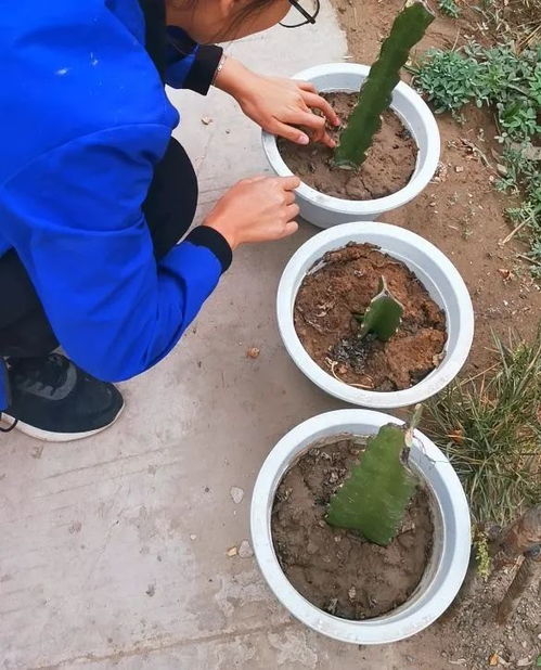营养土和泥巴的比例