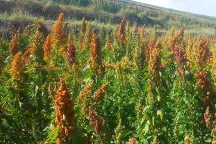 藜麦种植条件 对土地的要求 中国适合藜麦种植地方有哪些