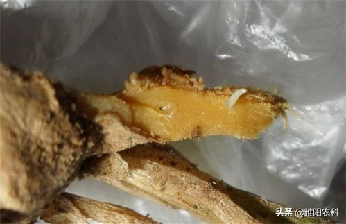 这个新药专杀蒜蛆 葱蛆 姜蛆等地下害虫,用一次管4个月