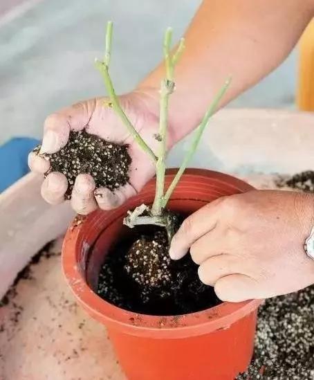 冬天这么给月季换土,月季花会越长越美