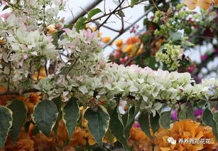 园土栽种的三角梅老桩,关于换盆的 那些事 ,你了解多少