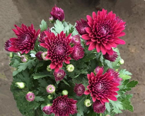 花土里掺一点到处都有的东西,土壤透气又肥沃,花长得挤满盆