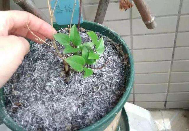 没有多菌灵 3种小东西来代替,无毒无菌不花钱,养花不烂根