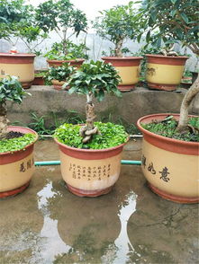 养护桂花,夏季正当时,做好3件事,八月桂花,十里飘香