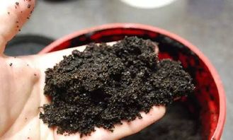 向老园丁学会几种园艺技巧之后,养花再也不费力了