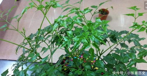 能 镇宅 的3种花,养客厅最合适,有 旺财运 的寓意,也好养