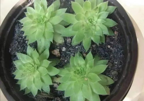 草木灰养花有哪些好处,哪些花不能用草木灰