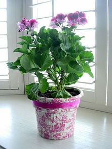 塑料花盆图片 塑料花盆设计图