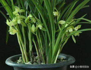 春季养兰花,盆里放一把这 石子 ,根系壮,苗壮花大开满盆
