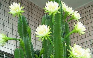 这是什么植物,名字叫什么,