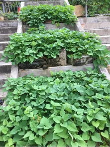 这种夹着砖石的黄泥巴土也能种菜