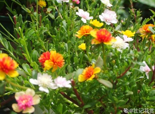 夏花之王,集众多优点于一身,花园必不可少