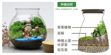 求图文并茂的苔藓瓶生态瓶制作教程